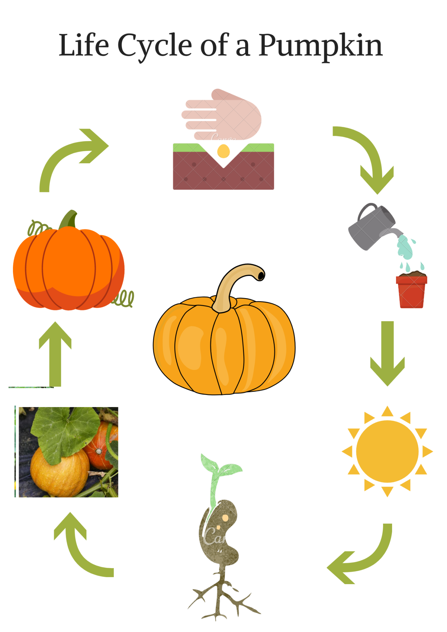 life-cycle-of-a-pumpkin-book-free-printable-science-book